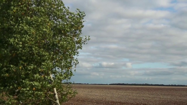 Video Reference: Sky, Natural landscape, Tree, Cloud, Vegetation, Natural environment, Field, Nature reserve, Woody plant, Plant