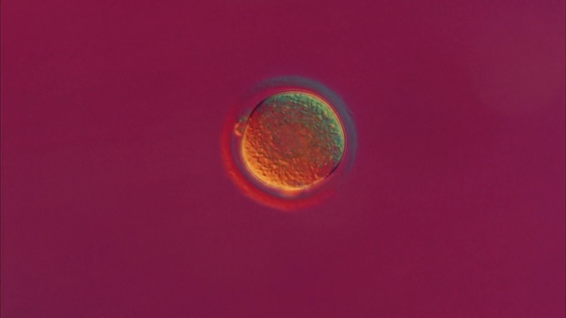 Video Reference: Orange, Colorfulness, Sky, Atmosphere, Macro photography, Circle, Astronomical object, Planet, Space