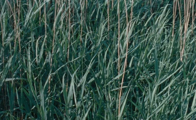 Video Reference: Grass, Green, Plant, Grass, Elymus repens, Leaf, Chrysopogon zizanioides, Vascular plant