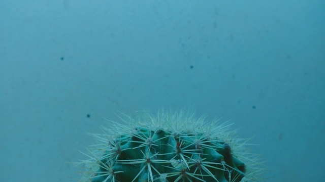 Video Reference: Blue, Green, Cactus, Turquoise, Organism, Azure, Thorns, spines, and prickles, Water, Underwater, Marine biology