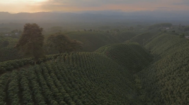 Video Reference: hill, highland, agriculture, hill station, morning, sky, field, tree, mist, dawn