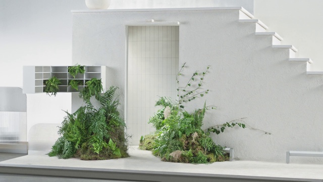 Video Reference: Houseplant, Flowerpot, Plant, Wall, Tree, Bonsai, Grass, House, Herb, Room