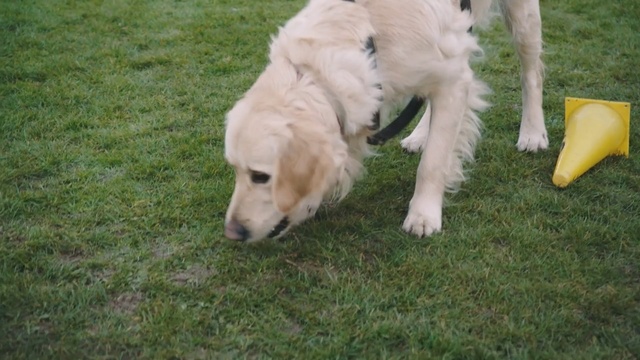 Video Reference: Dog, Mammal, Vertebrate, Dog breed, Canidae, Carnivore, Golden retriever, Retriever, Companion dog, Sporting Group