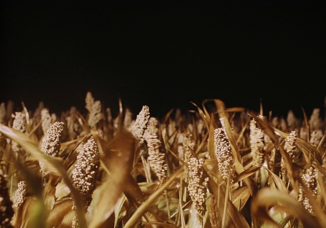 Video Reference: Barley, Grass, Food grain, Grass family, Plant, Oat, Wheat, Cereal, Grain, Organism