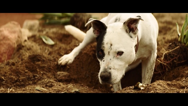 Video Reference: Mammal, Vertebrate, Dog, Canidae, Dog breed, Dogo argentino, Carnivore, Snout, Non-Sporting Group, Bully kutta