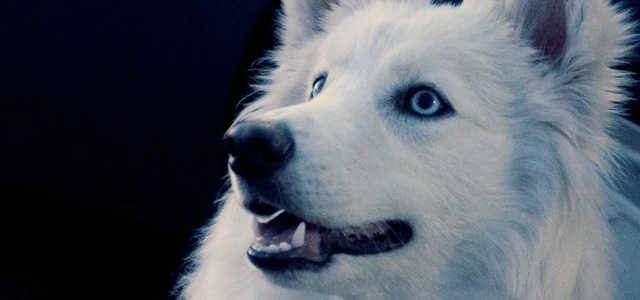 Video Reference: dog breed, dog like mammal, sakhalin husky, dog, dog breed group, nose, siberian husky, snout, greenland dog, alaskan malamute