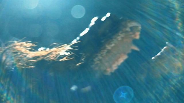 Video Reference: water, underwater, marine biology, organism, sea, fish, computer wallpaper