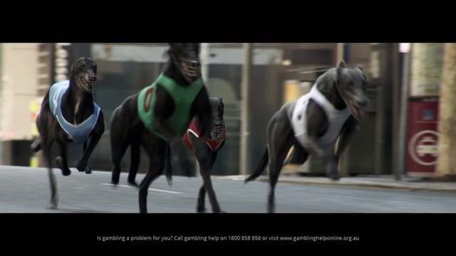 Video Reference: Canidae, Dog, Dog breed, Animal sports, Snout, Sporting Group, Photography, Screenshot, Horse, Greyhound