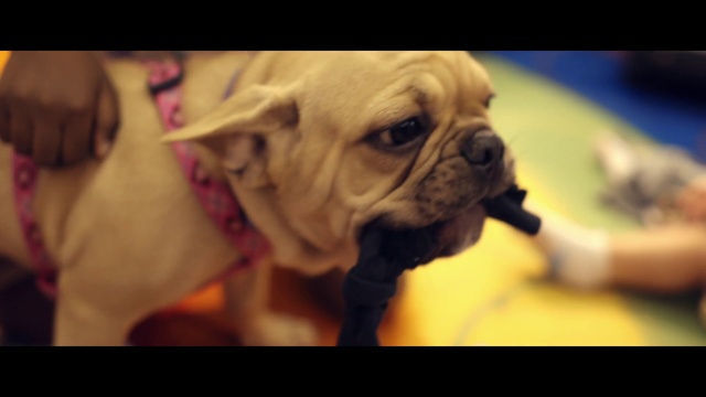 Video Reference: Dog, Mammal, Vertebrate, Canidae, Dog breed, Skin, Snout, Nose, Puppy, Bulldog, Indoor, Small, Looking, Sitting, Photo, Head, Brown, Wearing, White, Little, Table, Birthday, Cake, Laying, Carnivore, Animal, Text, Pug