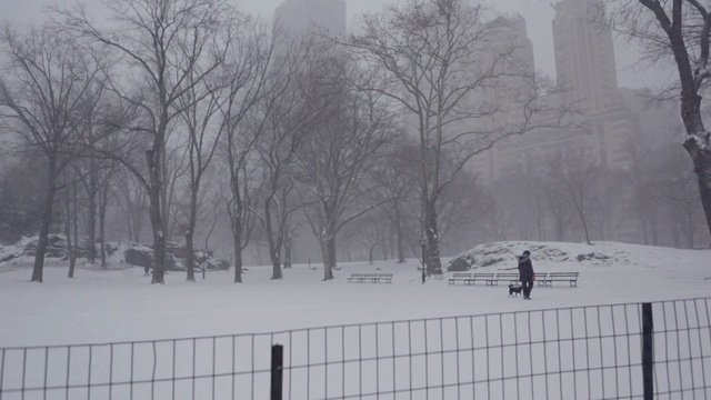 Video Reference: snow, winter, freezing, winter storm, blizzard, tree, black and white, frost, geological phenomenon, fog, Person