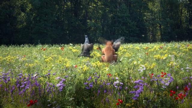 Video Reference: Meadow, Flower, Wildflower, Natural environment, Prairie, Natural landscape, Plant, Spring, Grass, Grassland