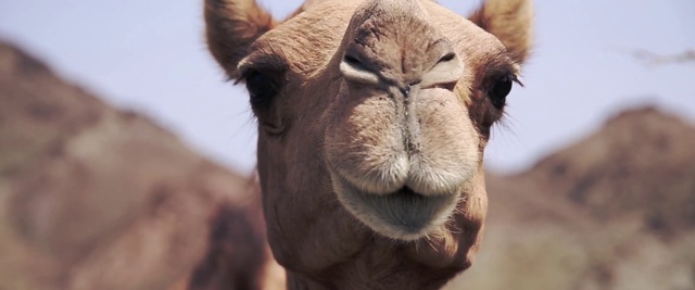 Video Reference: Camel, Camelid, Vertebrate, Mammal, Arabian camel, Terrestrial animal, Snout, Nose, Bactrian camel, Wildlife
