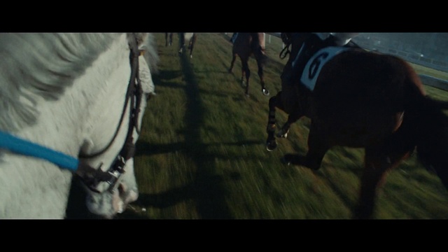 Video Reference: Horse, Bridle, Horse tack, Horse harness, Stallion, Mane, Horse trainer, Mare, Animal sports, Pack animal