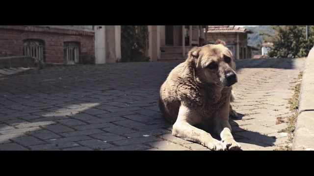 Video Reference: Dog, Mammal, Vertebrate, Canidae, Dog breed, Kangal dog, Street dog, Carnivore, Snout, Livestock guardian dog