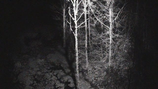 Video Reference: Black, Tree, Nature, Branch, Black-and-white, Darkness, Natural environment, Monochrome, Monochrome photography, Forest, Person