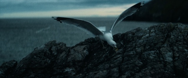 Video Reference: Bird, Seabird, Albatross, Sky, Gull, Gannet, Wing, Adaptation, Sea, Charadriiformes