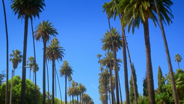 Video Reference: Tree, Vegetation, Sky, Nature, Palm tree, Arecales, Daytime, Blue, Woody plant, Plant, Person