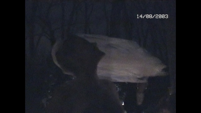 Video Reference: Black, Darkness, Organism, Portrait, Photography, Midnight, Space