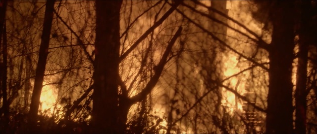 Video Reference: forest, woodland, branch, tree, light, sunlight, darkness, trunk, wood, night