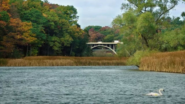 Video Reference: Body of water, Water resources, Natural landscape, Bank, Nature, Water, Nature reserve, River, Riparian zone, Vegetation
