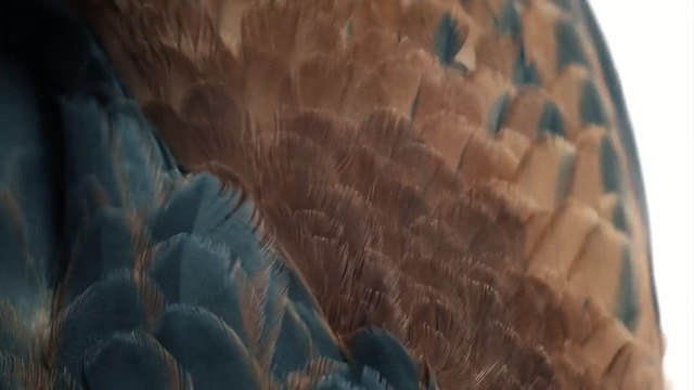 Video Reference: Close-up, Art, Wildlife, Feather, Rock, Person