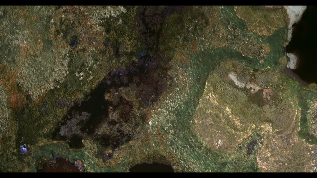 Video Reference: Geology, Organism, Rock, Map, Earth, Terrain, Art, Person, Sitting, Old, Man, Cake, Table, Large, Tree, Bear, Standing, White, Field, Laying, Reef, Underwater, Fish, Aquarium, Cave, Marine invertebrates