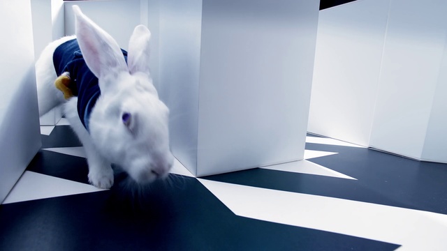 Video Reference: White, Domestic rabbit, Rabbit, Rabbits and Hares, Hare, Room, Architecture, Floor, Art, Flooring