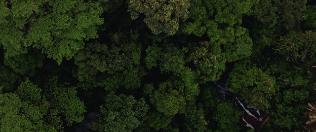 Video Reference: Nature, Vegetation, Green, Natural environment, Forest, Leaf, Biome, Plant, Rainforest, Organism