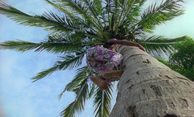 Video Reference: Tree, Desert Palm, Palm tree, Borassus flabellifer, Arecales, Elaeis, Attalea speciosa, Date palm, Plant, Woody plant