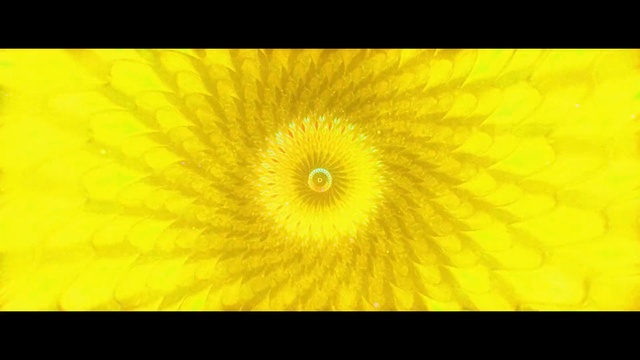 Video Reference: yellow, flower, close up, sunflower, macro photography, computer wallpaper, pollen, petal