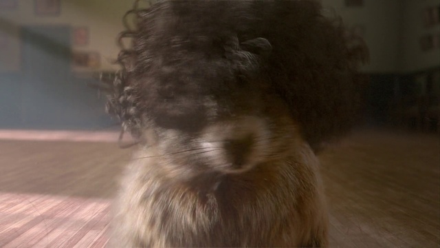 Video Reference: Dog, Canidae, Dog breed, Snout, Irish soft-coated wheaten terrier, Terrier, Fur, Sporting Group, Carnivore, Glen of imaal terrier