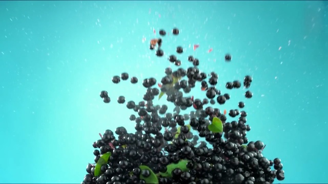 Video Reference: Plant, Organism, Elderberry, Berry, Chokeberry, Blackberry, Fruit