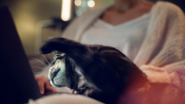 Video Reference: Cat, Whiskers, Ear, Felidae, Small to medium-sized cats, Hand, Mouth, Leg, Fur, Finger