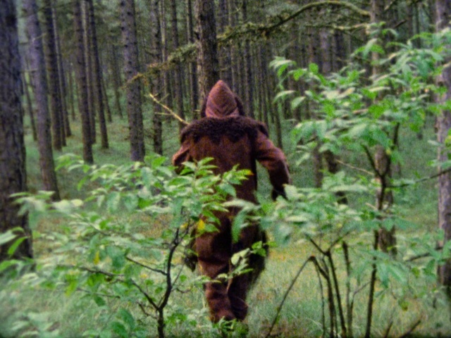 Video Reference: Old-growth forest, Jungle, Forest, Natural environment, Nature reserve, Biome, Tropical and subtropical coniferous forests, Valdivian temperate rain forest, Plant, Rainforest