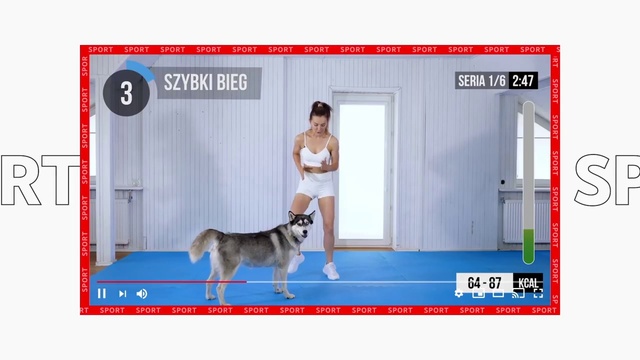 Video Reference: Dog, Mammal, Canidae, Dog breed, Carnivore, Alaskan malamute, Siberian husky, Working dog