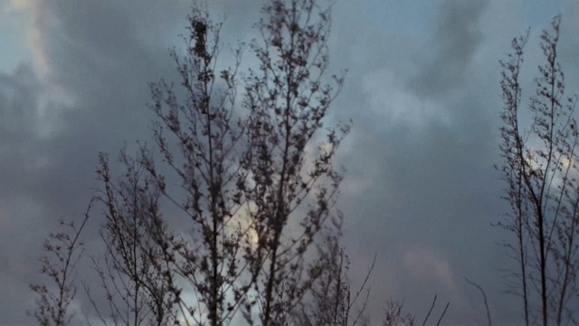 Video Reference: sky, tree, branch, cloud, atmosphere, frost, geological phenomenon, meteorological phenomenon, daytime, winter, Person