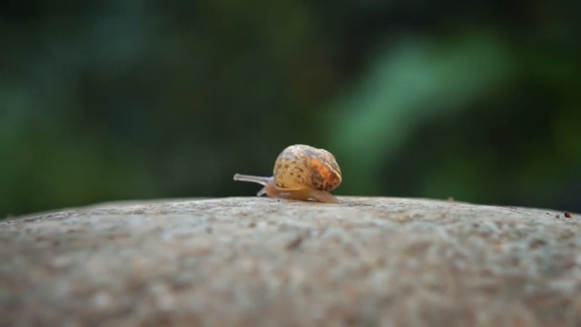 Video Reference: Snails and slugs, Snail, Invertebrate, Insect, Slug, Close-up, Macro photography, Sea snail, Molluscs, Photography