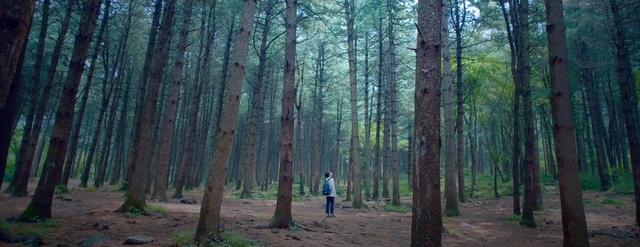 Video Reference: kid, lost, forest, woodland, ecosystem, nature, tree, spruce fir forest, grove, tropical and subtropical coniferous forests, old growth forest, nature reserve
