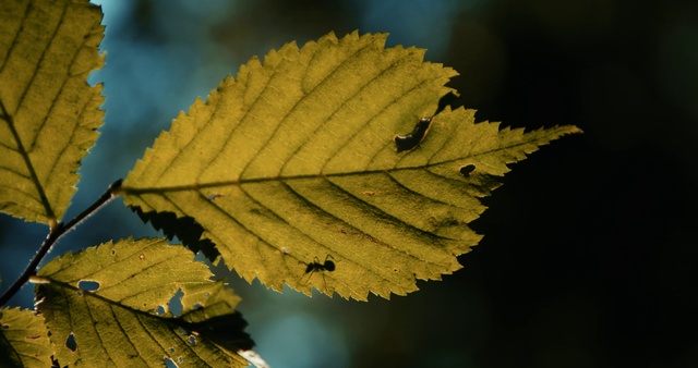 Video Reference: Leaf, Plant, Yellow, Tree, Flower, swamp birch, Plant pathology, Elm, Photography, Twig