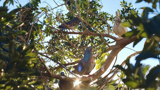 Video Reference: Tree, Branch, Bird, Plant, Wildlife, Jay, Beak, Perching bird, Person