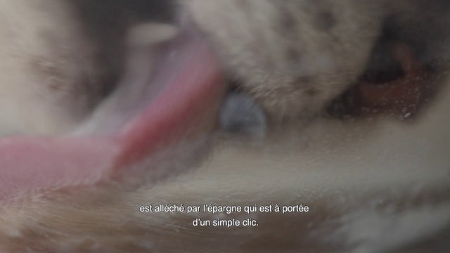 Video Reference: Nose, Skin, Close-up, Organ, Snout, Eye, Lip, Mouth, Jaw, Photography, Indoor, Cat, Animal, Dog, Small, Sitting, Looking, Laying, Open, Playing, Teeth, Toothbrush, Pink, Grey, Close, Brown, Laptop, White, Brushing, Black, Sink, Computer, Water, Bed, Brush, Carnivore, Mammal, Domestic cat