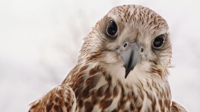 Video Reference: Bird, Vertebrate, Beak, Bird of prey, Hawk, Falcon, Peregrine falcon, Close-up, Buzzard, Wildlife