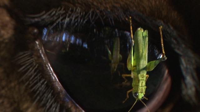 Video Reference: Insect, Eye, Organism, Macro photography, Mouth, Cricket, Cricket-like insect, Plant, Plant stem, Invertebrate
