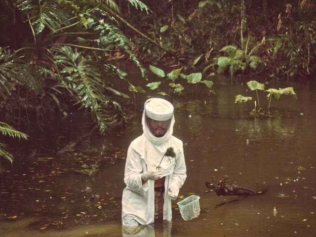 Video Reference: Adaptation, Water, Tree, Jungle, Plant, Rainforest