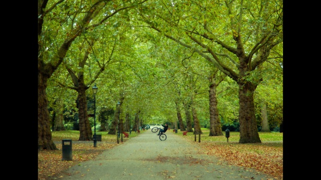 Video Reference: Tree, Nature, People in nature, Green, Natural landscape, Leaf, Deciduous, Natural environment, Woodland, Woody plant