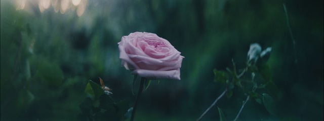 Video Reference: flower, rose family, rose, plant, petal, flowering plant, flora, garden roses, computer wallpaper, rose order