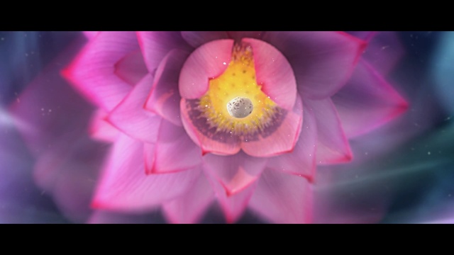 Video Reference: flower, pink, flora, yellow, petal, close up, macro photography, pollen, computer wallpaper, aquatic plant