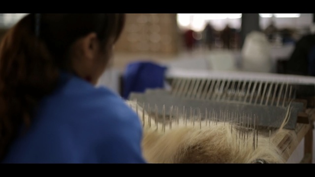 Video Reference: Fur, Snapshot, Organ, Photography, Pomeranian