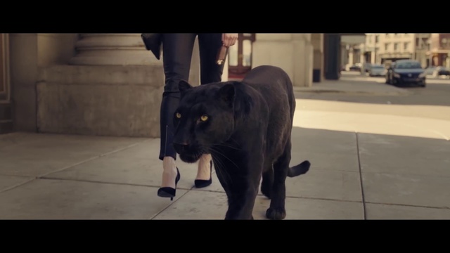 Video Reference: Mammal, Vertebrate, Terrestrial animal, Snout, Organism, Wildlife, Elephants and Mammoths, Sporting Group, Elephant, Carnivore