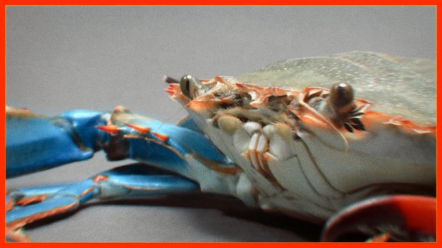 Video Reference: Chesapeake blue crab, Crab, Claw, Jaw